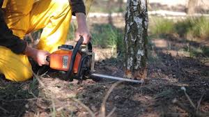 Best Tree Maintenance Programs  in Rio Rancho Estates, NM