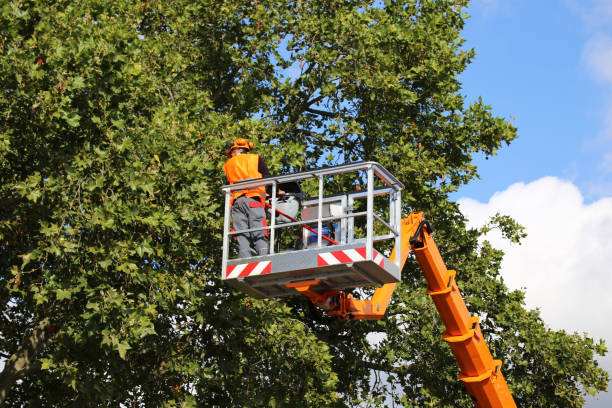 Reliable Rio Rancho Estates, NM Tree Care Services Solutions