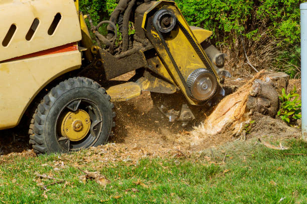 Best Fruit Tree Pruning  in Rio Rancho Estates, NM