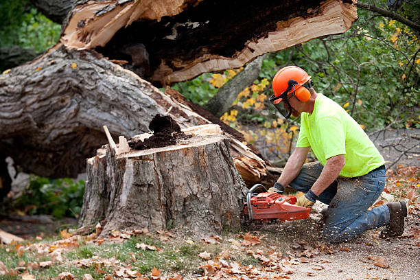 Best Commercial Tree Services  in Rio Rancho Estates, NM