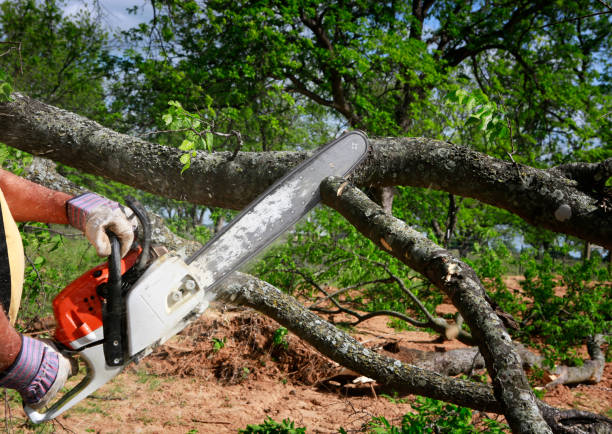 Seasonal Cleanup (Spring/Fall) in Rio Rancho Estates, NM